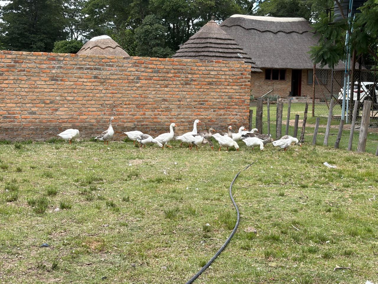 Iziya Farm