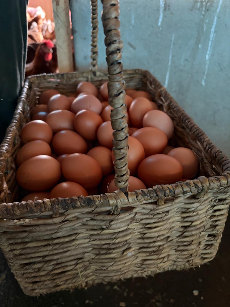 Iziya Farm Poultry